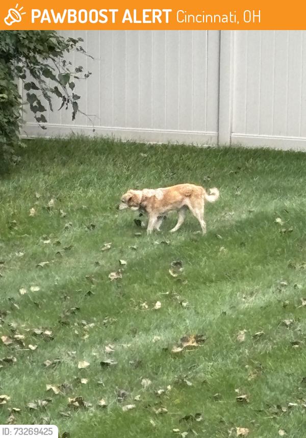 Found/Stray Unknown Dog last seen Near Village Woods dr, Cincinnati, OH 45241