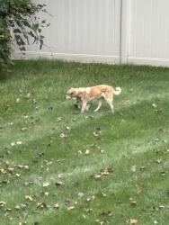 Found/Stray Unknown Dog last seen Near Village Woods dr, Cincinnati, OH 45241