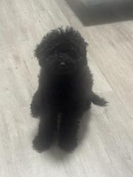 Lost Female Dog last seen State Road 19, By Lake Catherine Blueberries Farm, Groveland, FL 34736