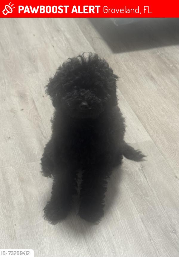Lost Female Dog last seen State Road 19, By Lake Catherine Blueberries Farm, Groveland, FL 34736