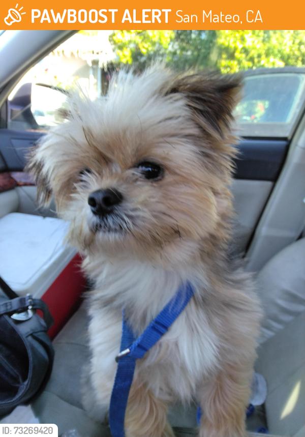Found/Stray Male Dog last seen Pacfica and Hillsdale ave, San Mateo, CA 94401