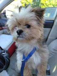 Found/Stray Male Dog last seen Pacfica and Hillsdale ave, San Mateo, CA 94401