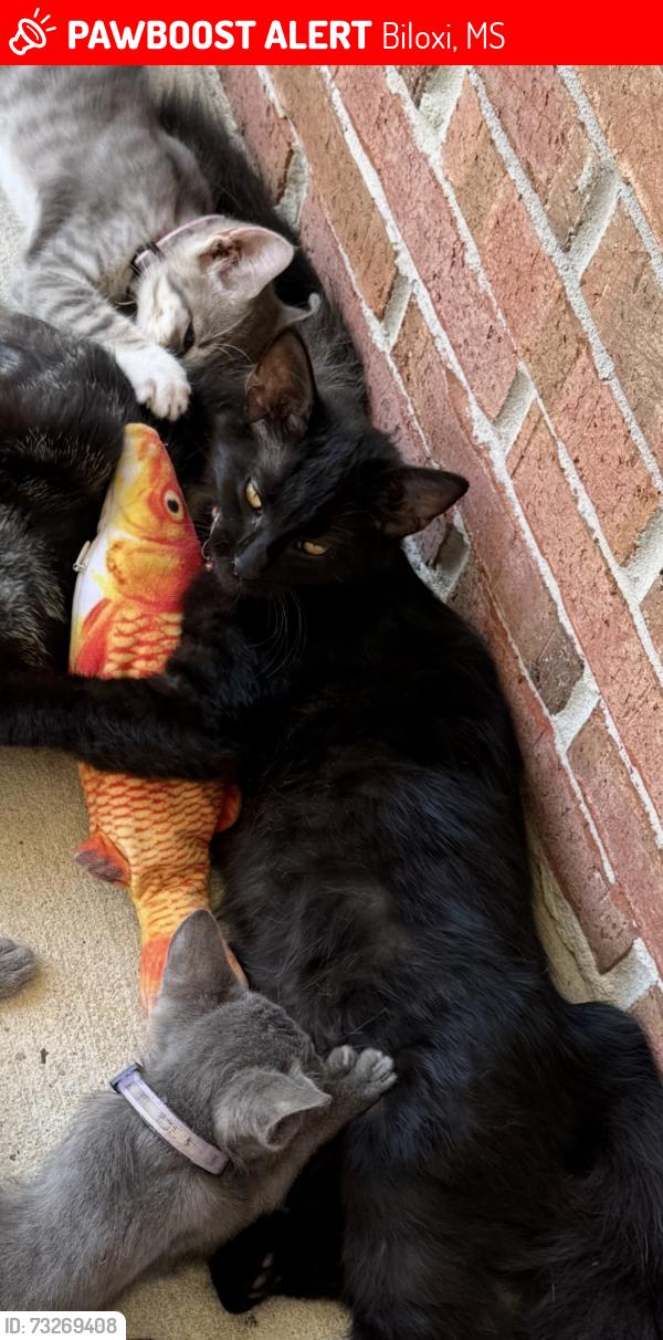 Lost Female Cat last seen Waltmar (sungani blvd) Lamey bridge, and cypress creek dr., Biloxi, MS 39532