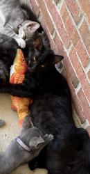 Lost Female Cat last seen Waltmar (sungani blvd) Lamey bridge, and cypress creek dr., Biloxi, MS 39532