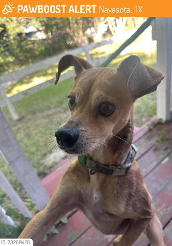 Found/Stray Unknown Dog last seen E Washington Ave, Navasota, TX, Navasota, TX 77868