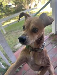 Found/Stray Unknown Dog last seen E Washington Ave, Navasota, TX, Navasota, TX 77868