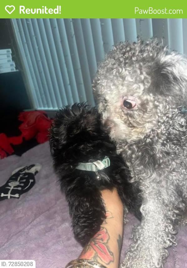 Reunited Male Dog last seen Near Auburn blvd, Sacramento, CA 95821
