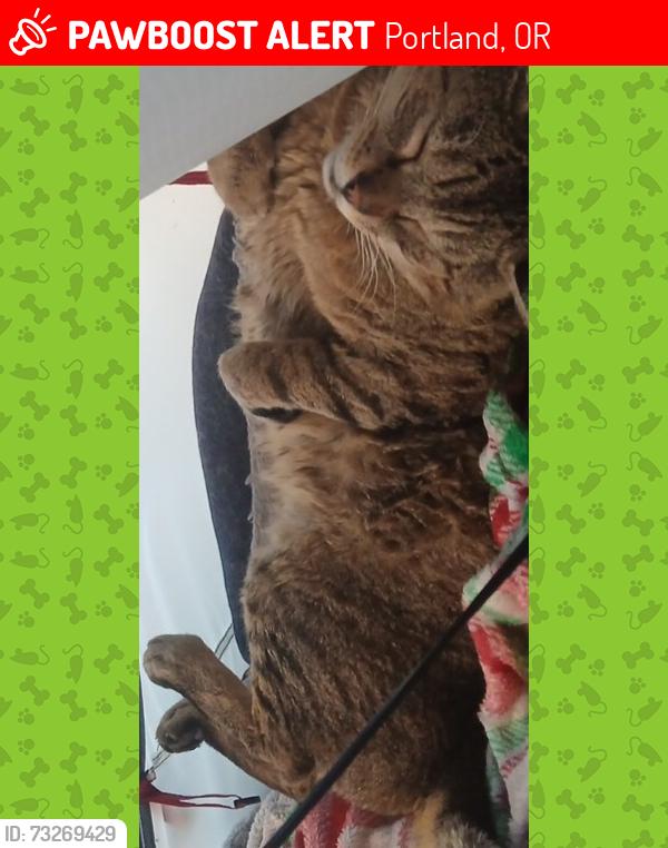 Lost Male Cat last seen Overlook park, Portland, OR 97227