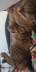 Lost Male Cat last seen Overlook park, Portland, OR 97227