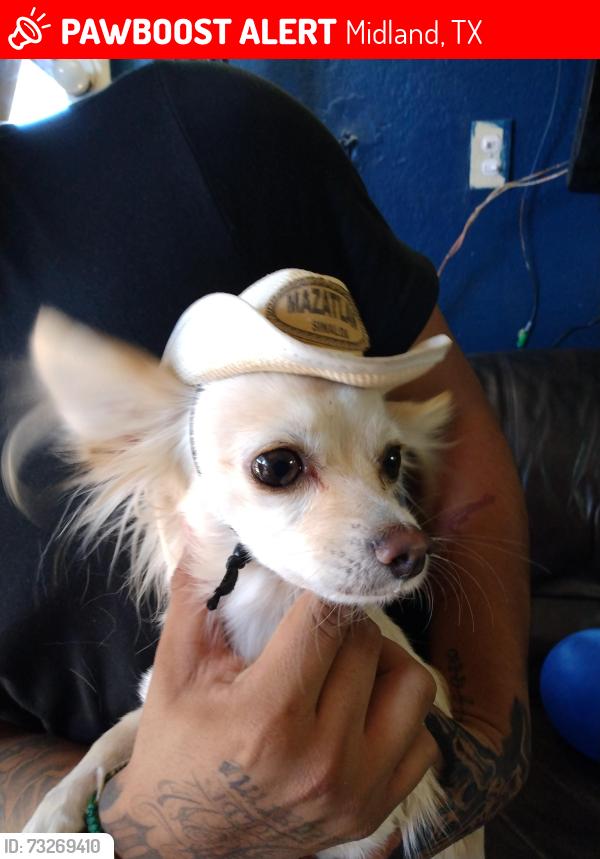 Lost Male Dog last seen Midland, TX 79706, Midland, TX 79706