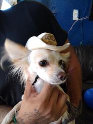 Lost Male Dog last seen Midland, TX 79706, Midland, TX 79706