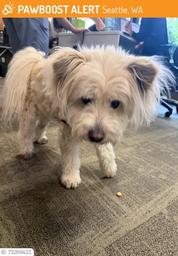Found/Stray Male Dog last seen Greenlake, Seattle, WA 98103