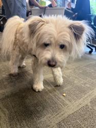Found/Stray Male Dog last seen Greenlake, Seattle, WA 98103
