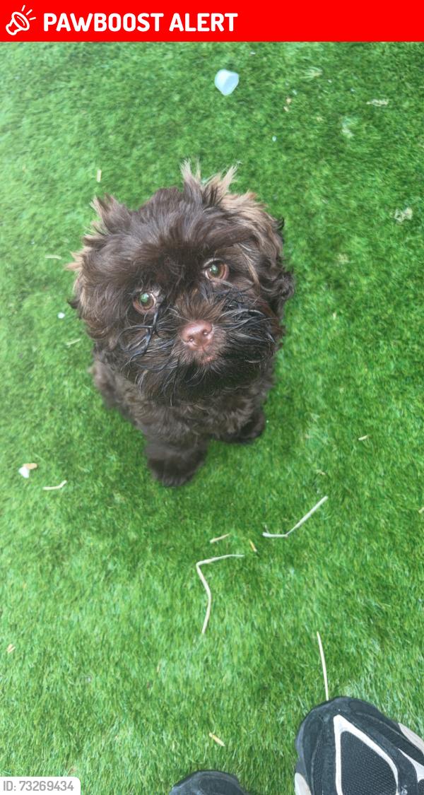 Lost Male Dog last seen Worcester walk, Cheshire West and Chester, England CH65 2ES