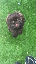 Lost Male Dog last seen Worcester walk, Cheshire West and Chester, England CH65 2ES