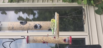 Shelter Stray Unknown Parakeet last seen Savannah Ct, Middleton, Middleton, City of, WI, 5132 Voges Rd, Madison, WI 53718, USA