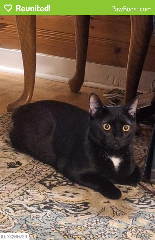 Reunited Male Cat last seen Between Zimmie St. And Ruby Golightly, Inman, SC 29349