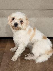 Found/Stray Male Dog last seen Wabansia and sawyer, Chicago, IL 60647