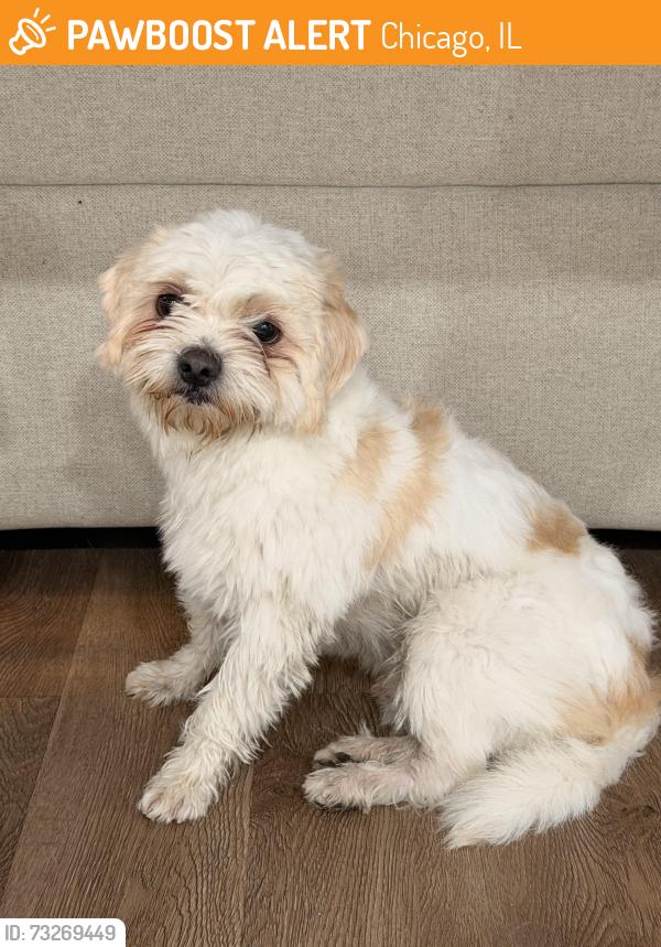 Found/Stray Male Dog last seen Wabansia and sawyer, Chicago, IL 60647