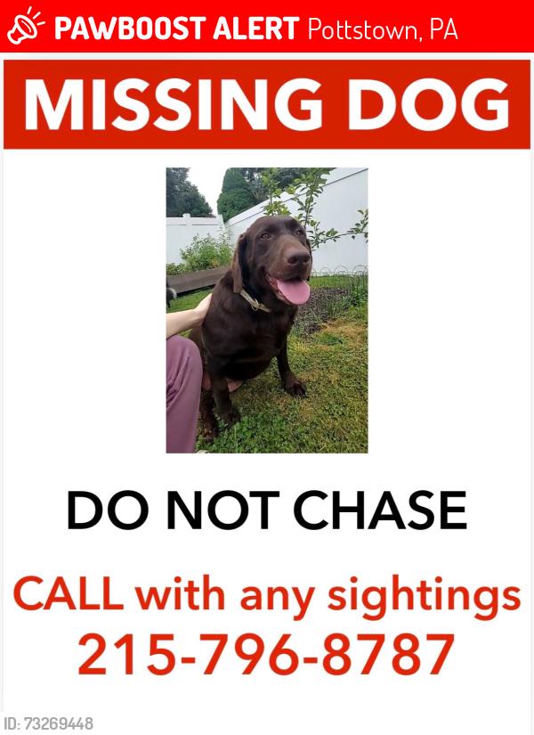 Lost Female Dog last seen N Hanover Street, Pottstown, PA 19464
