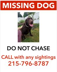 Lost Female Dog last seen N Hanover Street, Pottstown, PA 19464