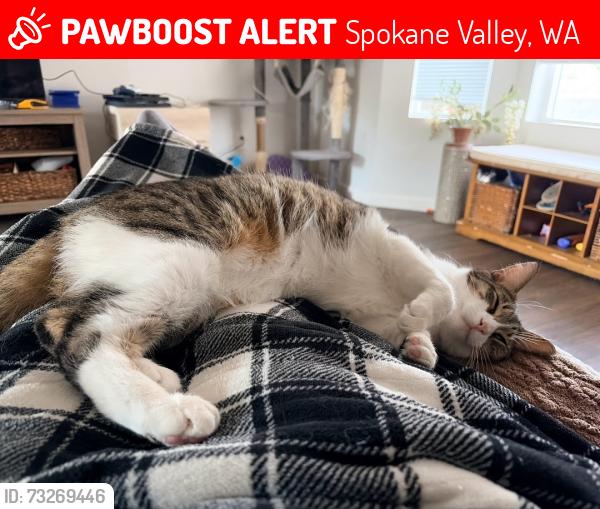 Lost Male Cat last seen Pines and broadway, Spokane Valley, WA 99206