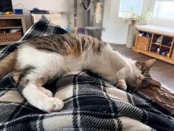 Lost Male Cat last seen Pines and broadway, Spokane Valley, WA 99206