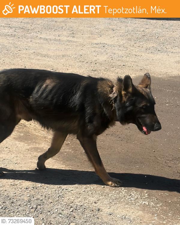 Found/Stray Male Dog last seen Libramiento sur, Tepotzotlán, Méx. 