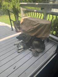 Found/Stray Female Dog last seen Empie Park, Wilmington, NC 28403