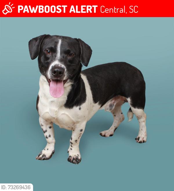 Lost Male Dog last seen Robinson Bridge Rd, Central, SC 29630