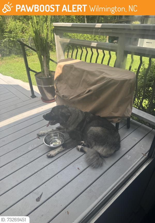 Found/Stray Female Dog last seen Empie Park, Wilmington, NC 28403