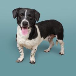 Lost Male Dog last seen Robinson Bridge Rd, Central, SC 29630