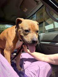 Found/Stray Unknown Dog last seen Interstate near 17th St and Henley St, Knoxville, TN 37902
