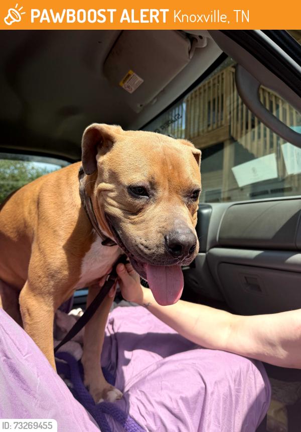 Found/Stray Unknown Dog last seen Interstate near 17th St and Henley St, Knoxville, TN 37902