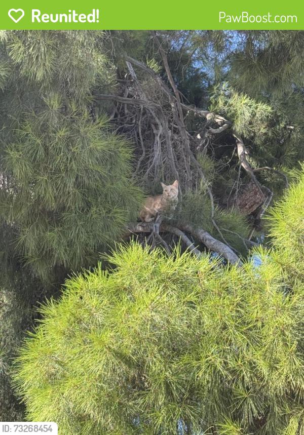 Reunited Male Cat last seen Sunset and Wilson, Banning, CA 92220
