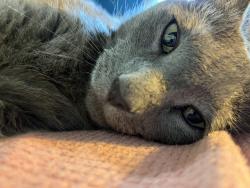 Lost Male Cat last seen Sienna crossing elementary school, Missouri City, TX 77459