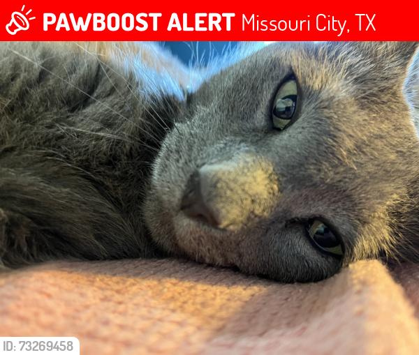 Lost Male Cat last seen Sienna crossing elementary school, Missouri City, TX 77459
