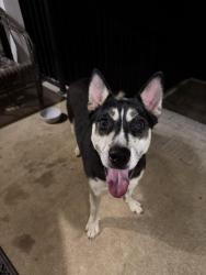 Found/Stray Female Dog last seen Carmax, Birmingham, AL 35244