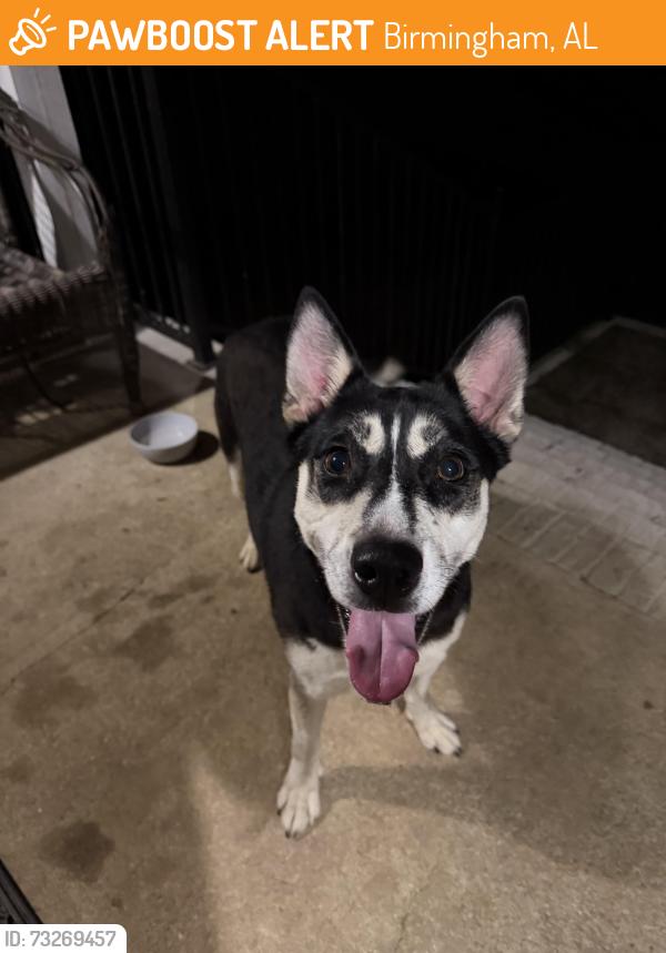 Found/Stray Female Dog last seen Carmax, Birmingham, AL 35244