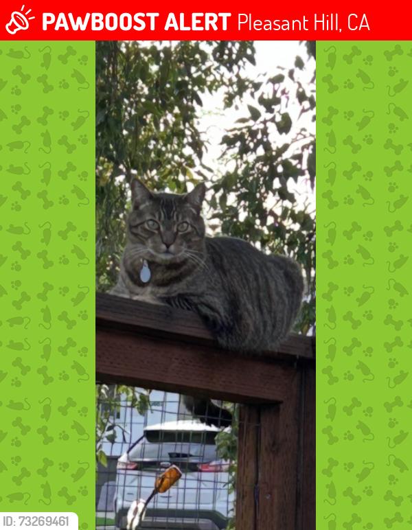 Lost Male Cat last seen Barnett Circle, off of pleasant hill road, Pleasant Hill, CA 94523