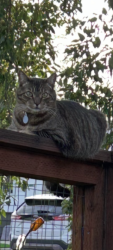 Lost Male Cat last seen Barnett Circle, off of pleasant hill road, Pleasant Hill, CA 94523