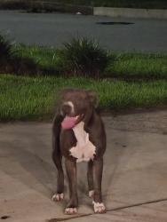 Found/Stray Male Dog last seen Brierwood drive, Mobile, AL 36606
