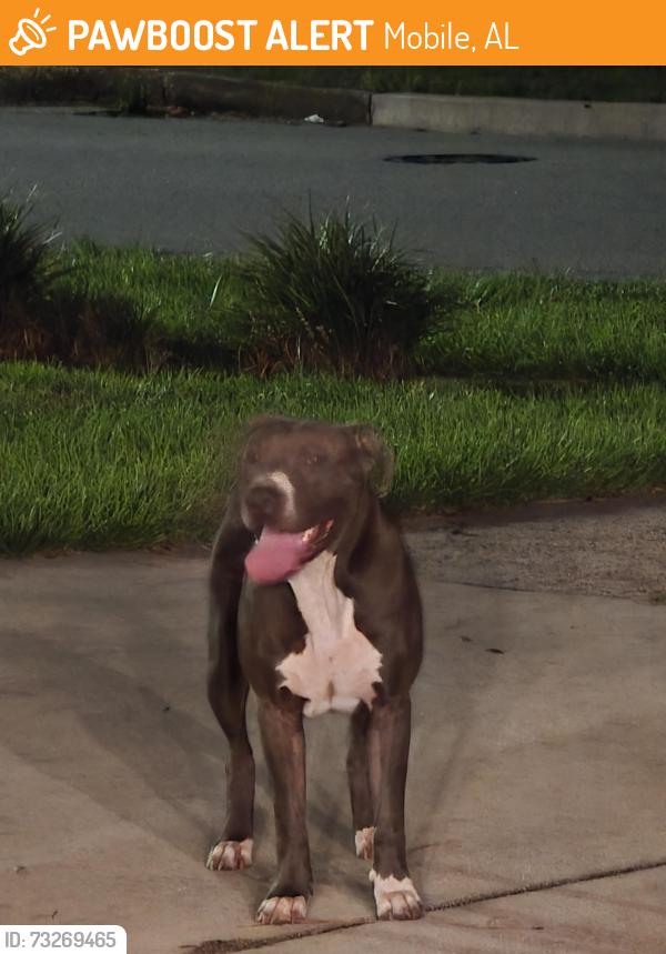 Found/Stray Male Dog last seen Brierwood drive, Mobile, AL 36606