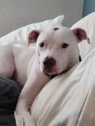Lost Female Dog last seen Scotland road, Chambersburg, PA 17202