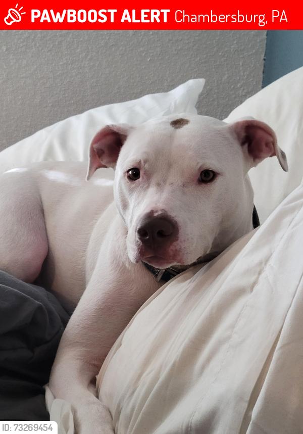 Lost Female Dog last seen Scotland road, Chambersburg, PA 17202