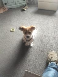 Lost Male Dog last seen Blakenhurst, Harvington, England WR11 8NB