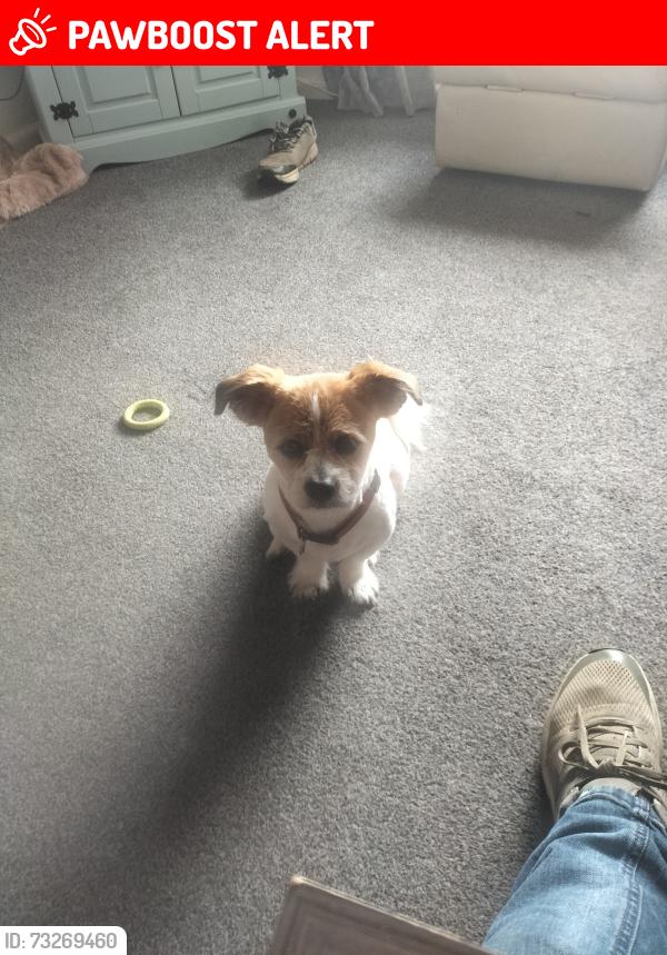 Lost Male Dog last seen Blakenhurst, Harvington, England WR11 8NB