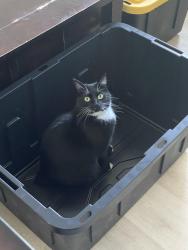 Lost Female Cat last seen Segovia Way and Vagabond, Lafayette, LA 70506