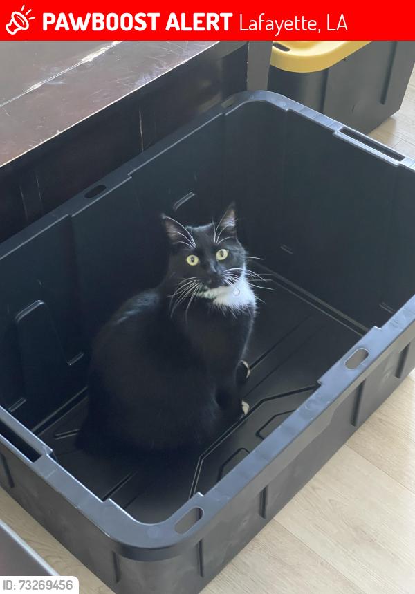 Lost Female Cat last seen Segovia Way and Vagabond, Lafayette, LA 70506