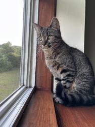 Lost Female Cat last seen Kennebec Drive, Farmingdale, ME 04344